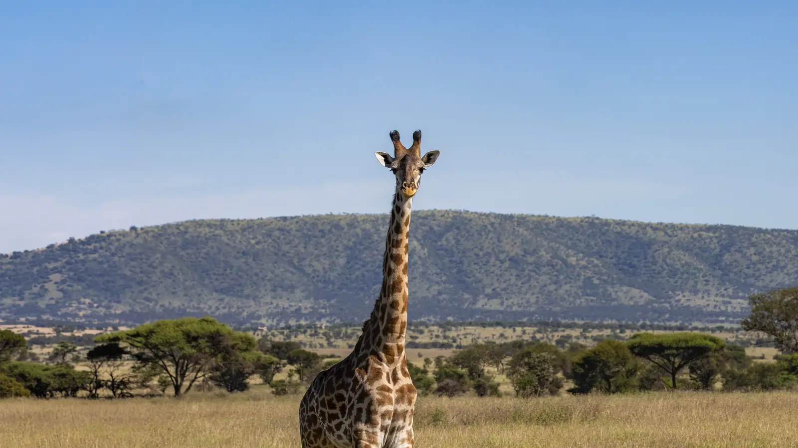 image_tanzaniasafarithrillsoftheserengetiandzanzibarshores