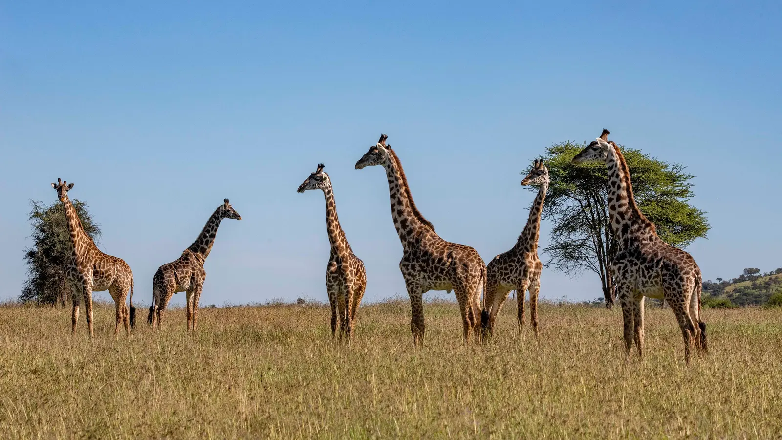 image_tanzaniazanzibartheserengetingorongorocraterislandshores