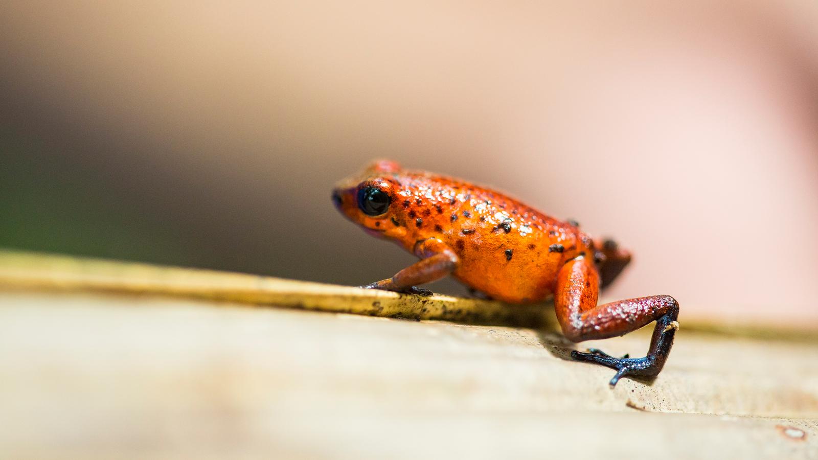 image_tortugueronationalparktour4-dayindependentadventure