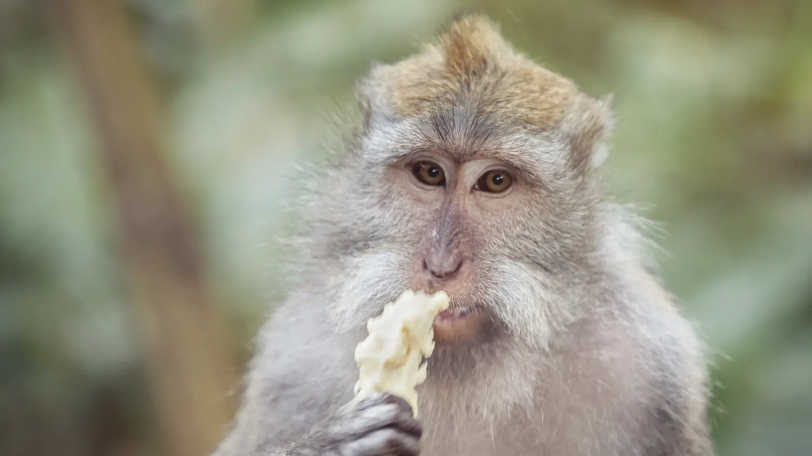 image_ubudtolomboktemplesjunglesislandvibes