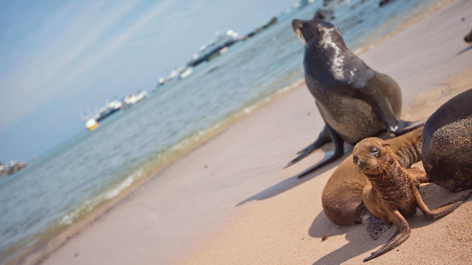 image_upgradedlandgalapagos