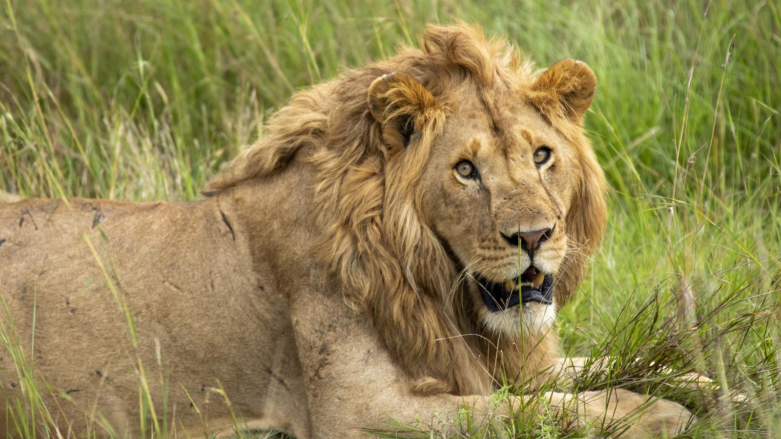 image_wildlifecoastalwondersofkenyatsavotowatamu