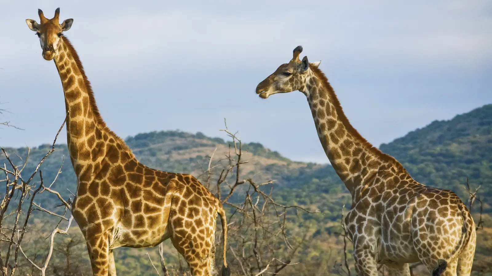 image_wildlifeofkenyatanzanianakurutoserengeti