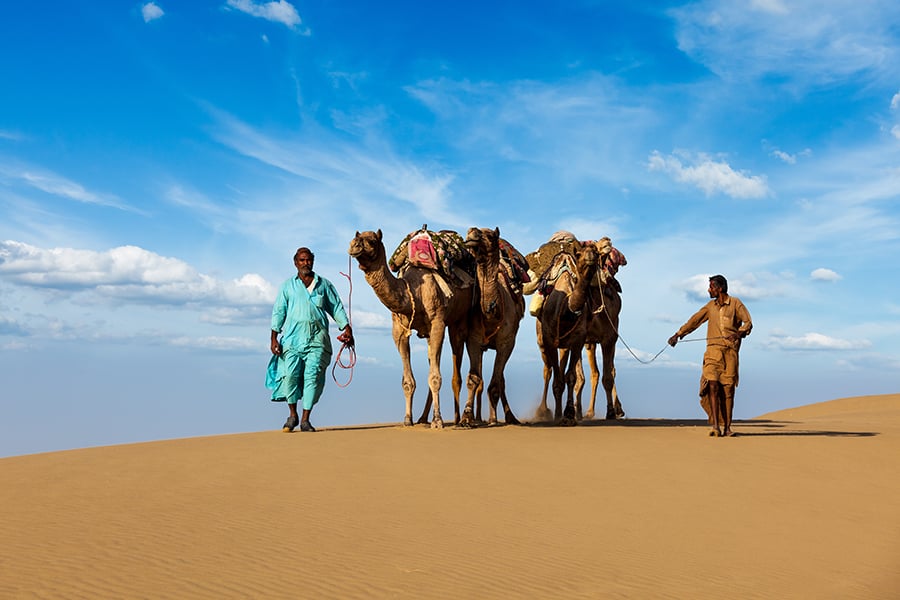 Discover the camels of Rajastahn