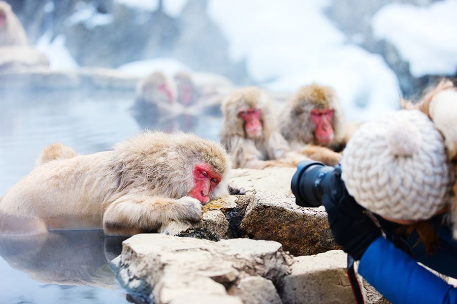 japan_snow_monkeys_3
