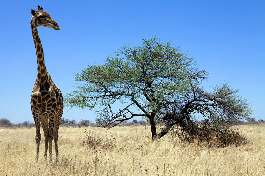 namibia_giraffe