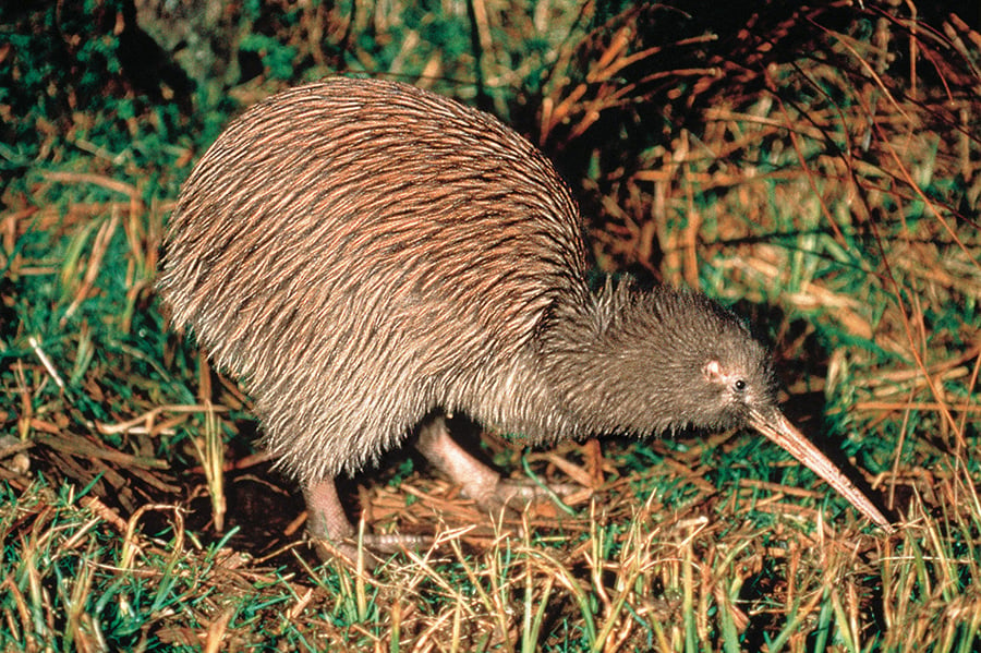 Meet New Zealand's native wildlife