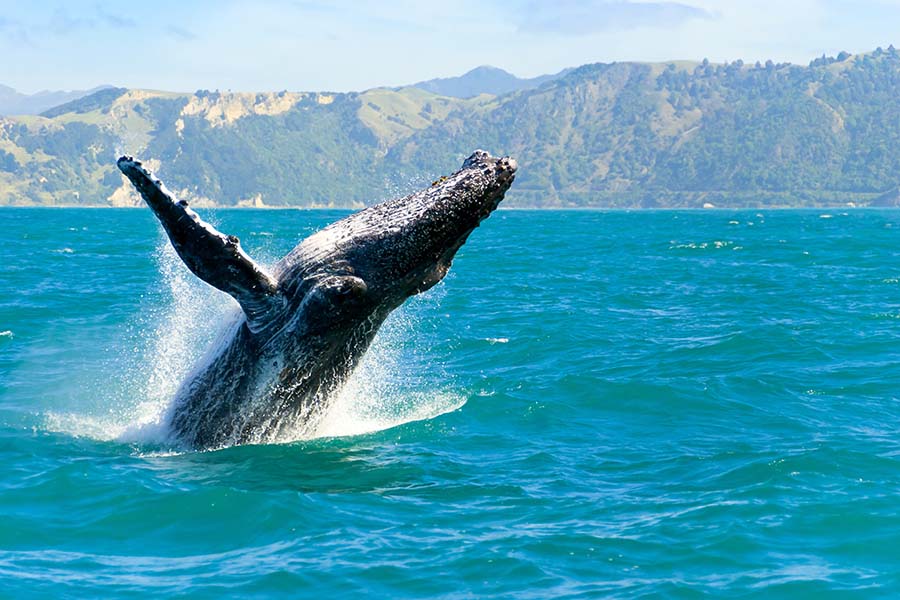 A humpback whale breaching out of the water