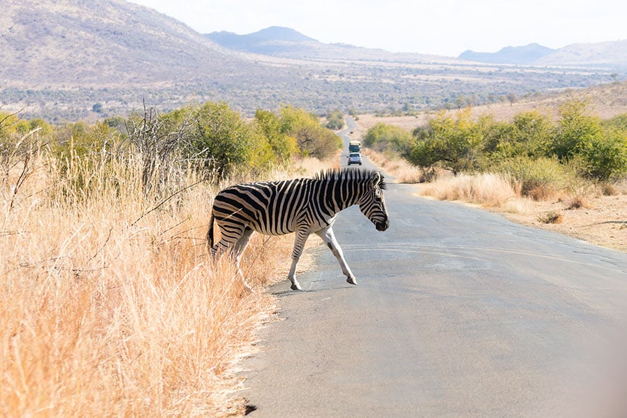 south_africa_pilanesberg_zebra_crossing_road