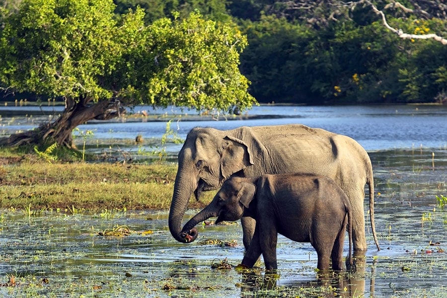 Yala National Park is home to many animals including elephant, buffalo, sloth bear, mongoose and crocodiles