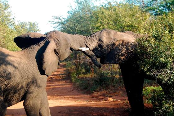 image_bestofafricaswildlifecapetownkrugerhwangechobe