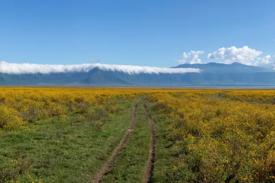 image_eastafricasafaridrivesmaasaiculturethegreatmigration