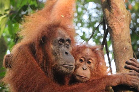 image_highlightsofsumatra