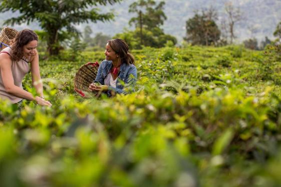 image_indiatosrilankathepinkcityspicegardens_32-days