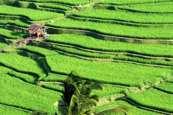 image_indonesiabaliadventure_9-days