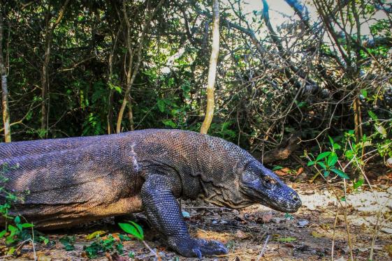 image_indonesiabalikomodoisland