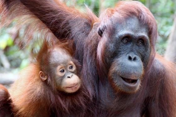 image_indonesiaborneoorangutansoftanjungputingnationalpark
