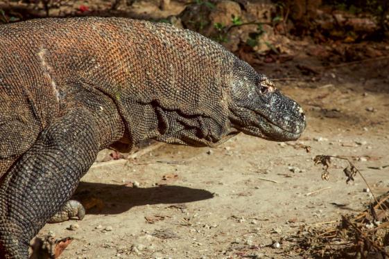 image_indonesiajavabalikomodoisland