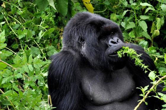 image_journeyslegendarywildlifeofrwandakenya_15-days