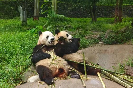 image_journeyspandasthepeaksofzhangjiajie