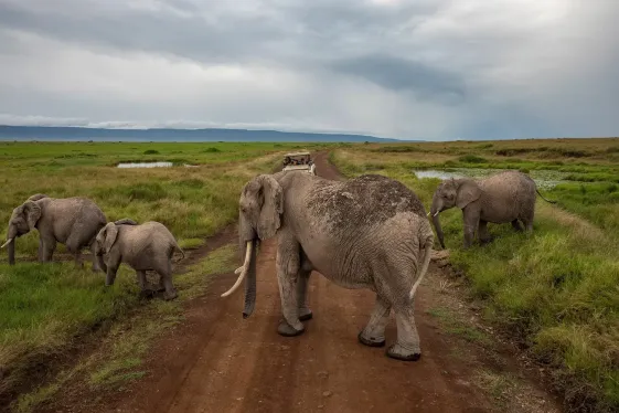 image_kenyaculturalconnectionsmaasaimaraeastafricasafari