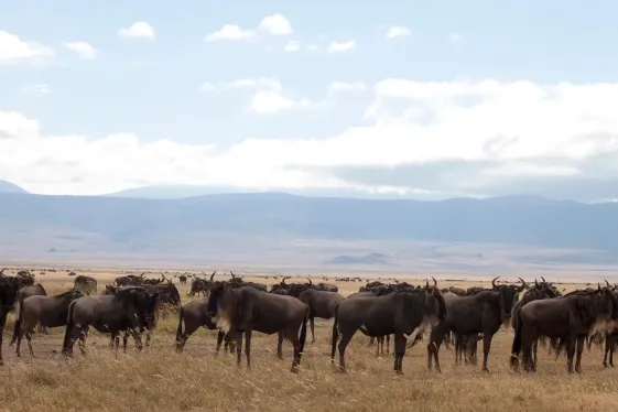 image_kenyatanzaniaamboselitheserengetingorongorocrater