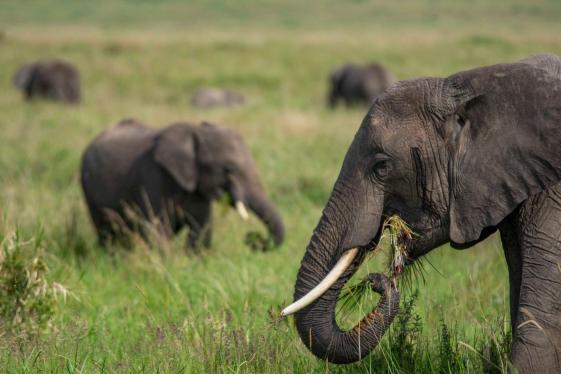 image_kenyatougandaoverlandsafariwithparticipationcamping