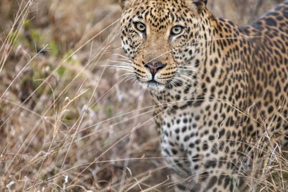 image_krugerindepth_8-days