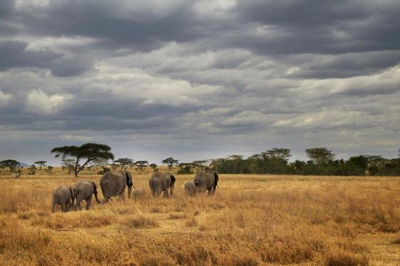 image_masaitanzaniacampingsafari