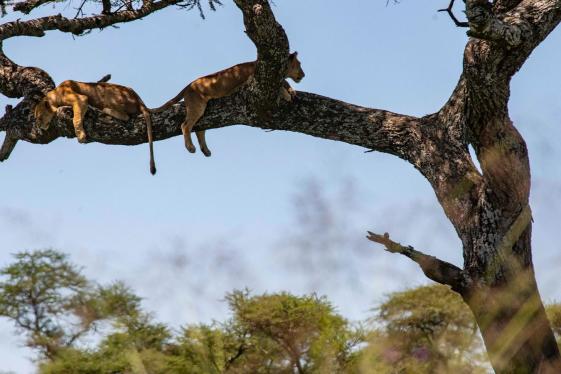 image_nairobitocapetownoverlandsafariparticipationcamping