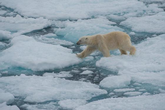 image_realmofthepolarbear