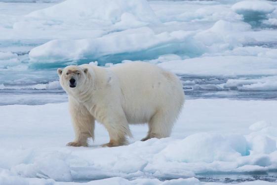 image_realmofthepolarbearindepth