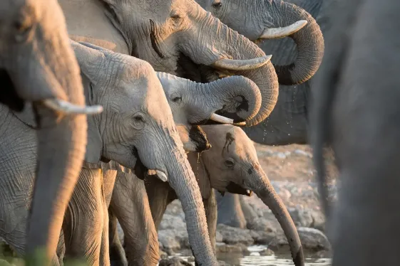 image_signaturebotswanaswildlifetheokavangodelta