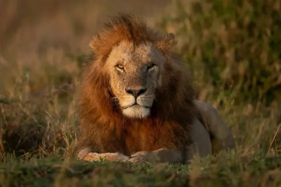 image_signaturekenyaswildlifeculturalheritage