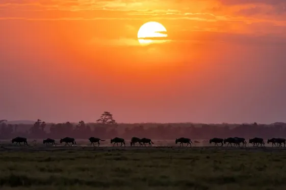 image_signaturetanzaniakenyarwandasavannahtotherainforest