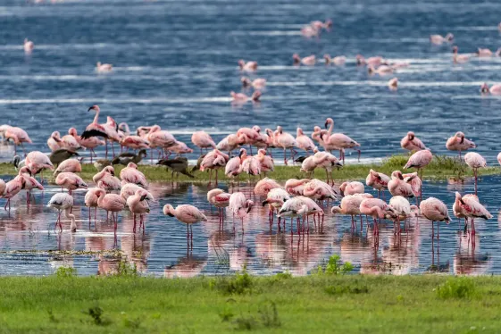 image_signaturetanzaniakenyaserengetitothemaasaimara