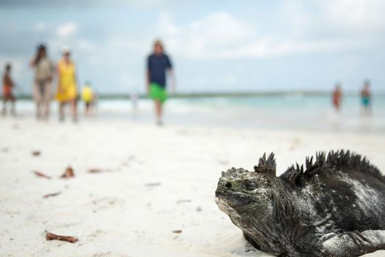 image_solo-ishgalpagos