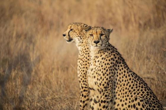 image_southafricakrugercapetownstellenboschvineyards