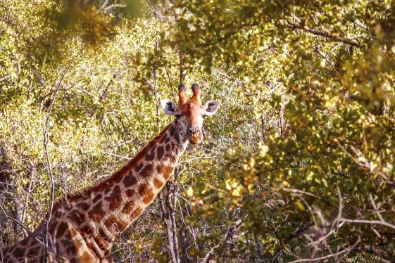 image_southafricazimbabwediscoverykrugertovictoriafalls