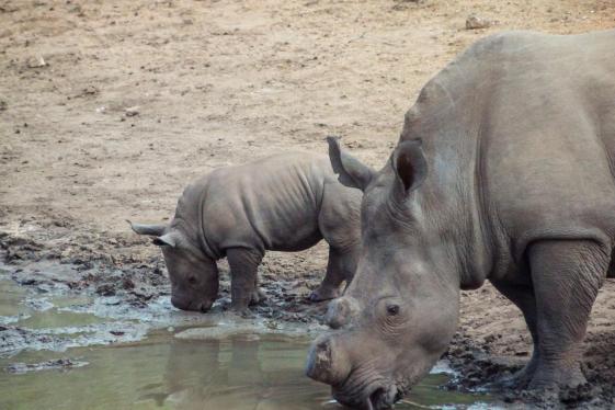 image_southernafricaoverlandsafariparticipationcamping