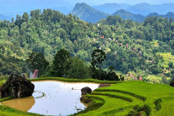 image_sulawesiadventurethecultureoftanatoraja_9-days