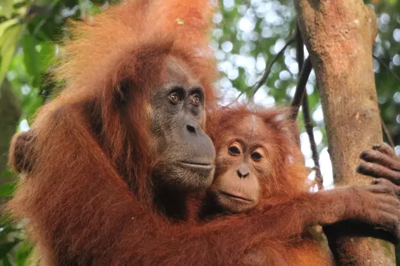 image_sumatraswildsideorangutansriversrurallife