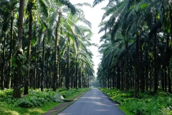 image_sumatratobaliwildlifewaveswilderness