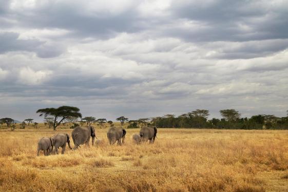 image_tanzaniacampingadventure