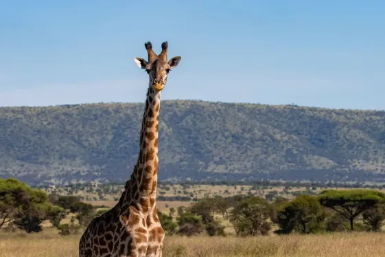 image_tanzaniakilimanjarosmachamerouteserengetiwildlife