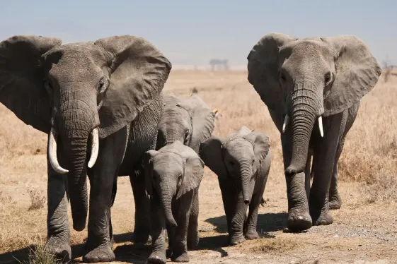 image_tanzaniakilimanjarotheserengetizanzibar