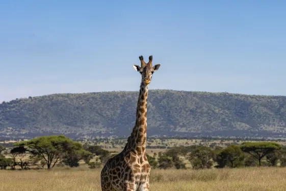 image_tanzaniasafarithrillsoftheserengetiandzanzibarshores