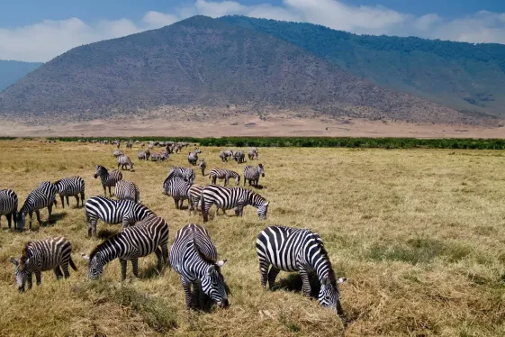 image_tanzaniatheserengetingorongorocraterlocalflavours