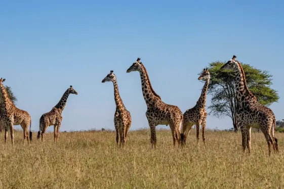 image_tanzaniazanzibartheserengetingorongorocraterislandshores