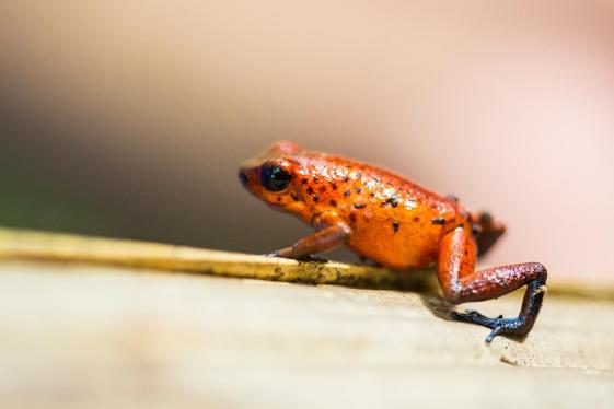 image_tortugueronationalparktour4-dayindependentadventure